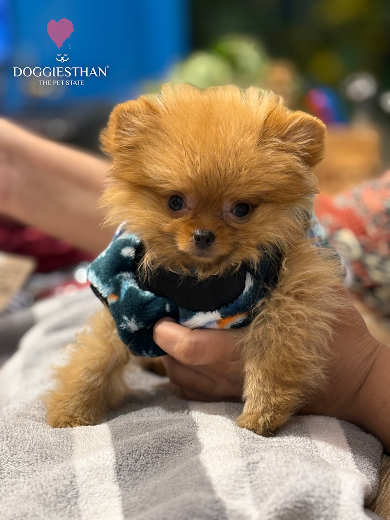 Pet grooming client transformation